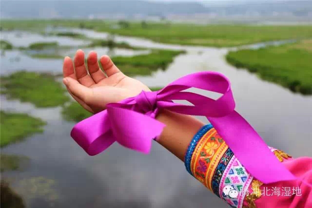 腾冲北海湿地2015年4月25日-5月10日“鸢尾花朝节”—— 鸢尾花丝带献花祈福