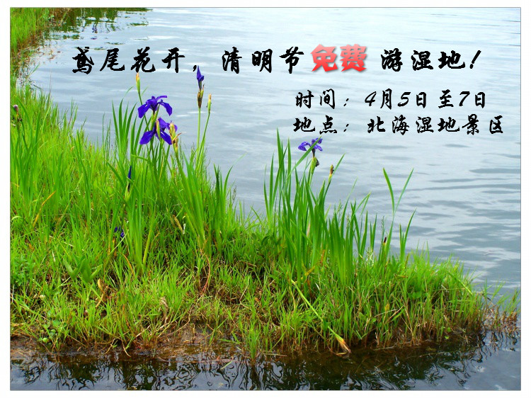 鸢尾花开，清明节免费游湿地！